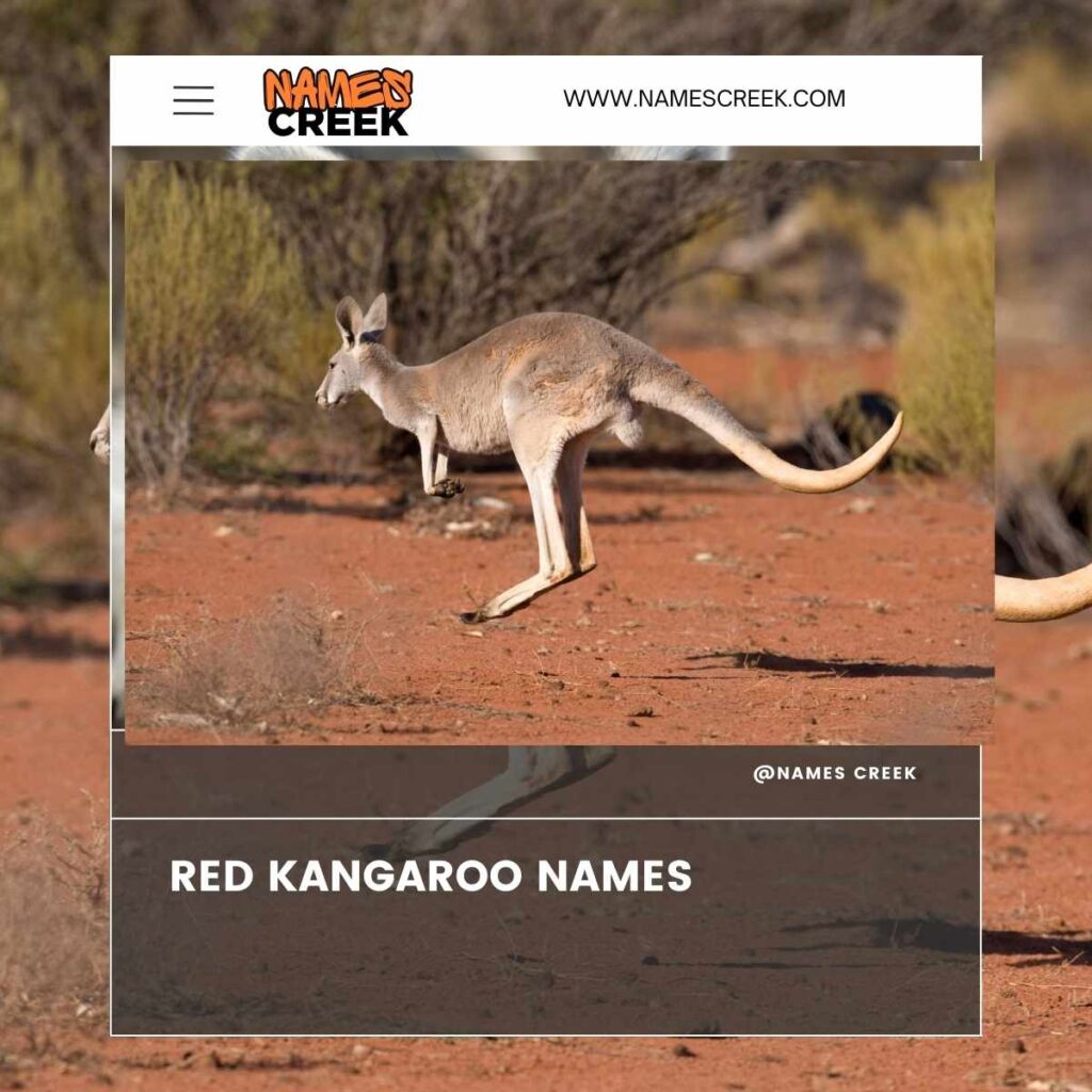 Red Kangaroo Names