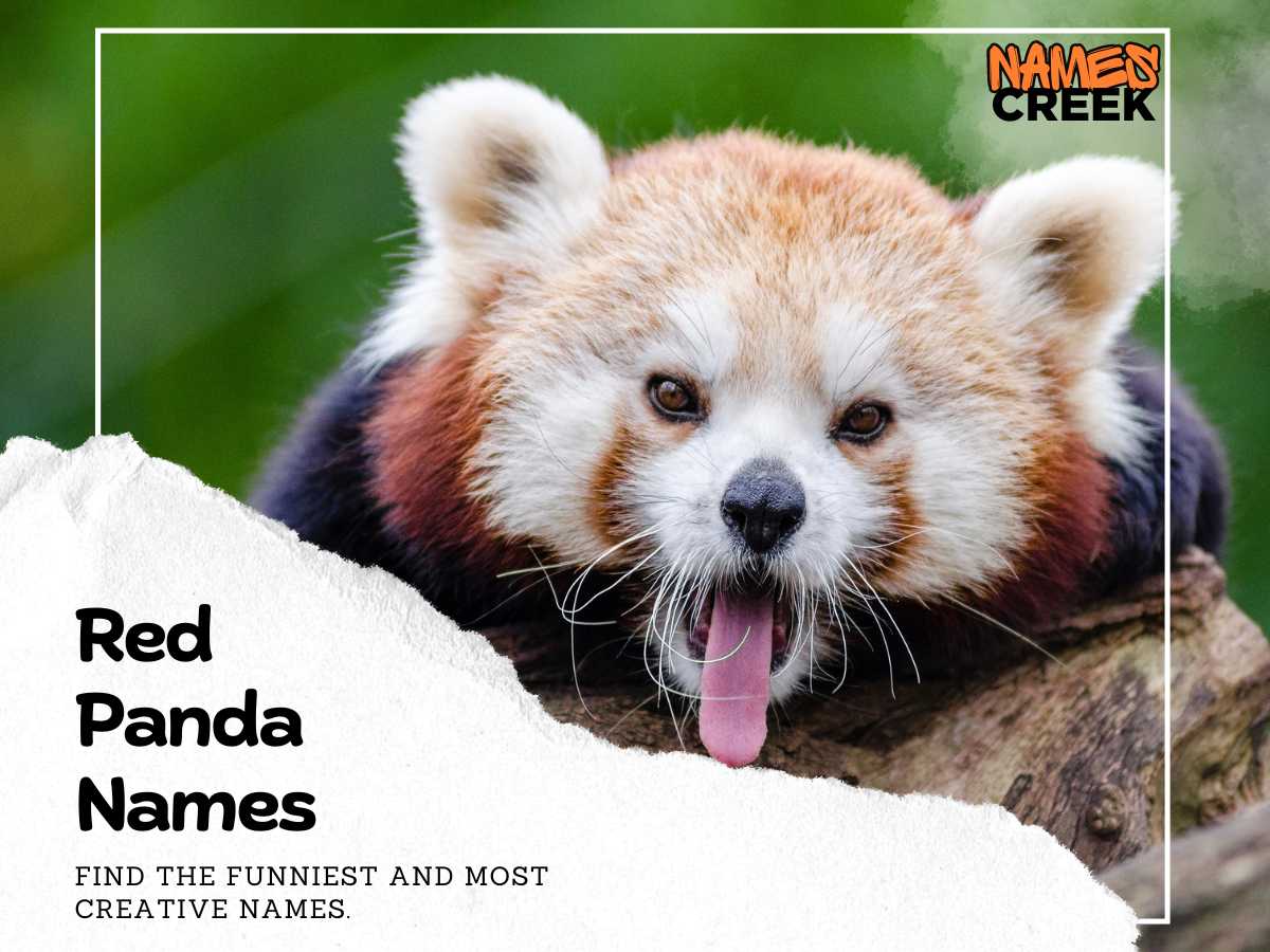 Red Panda Names