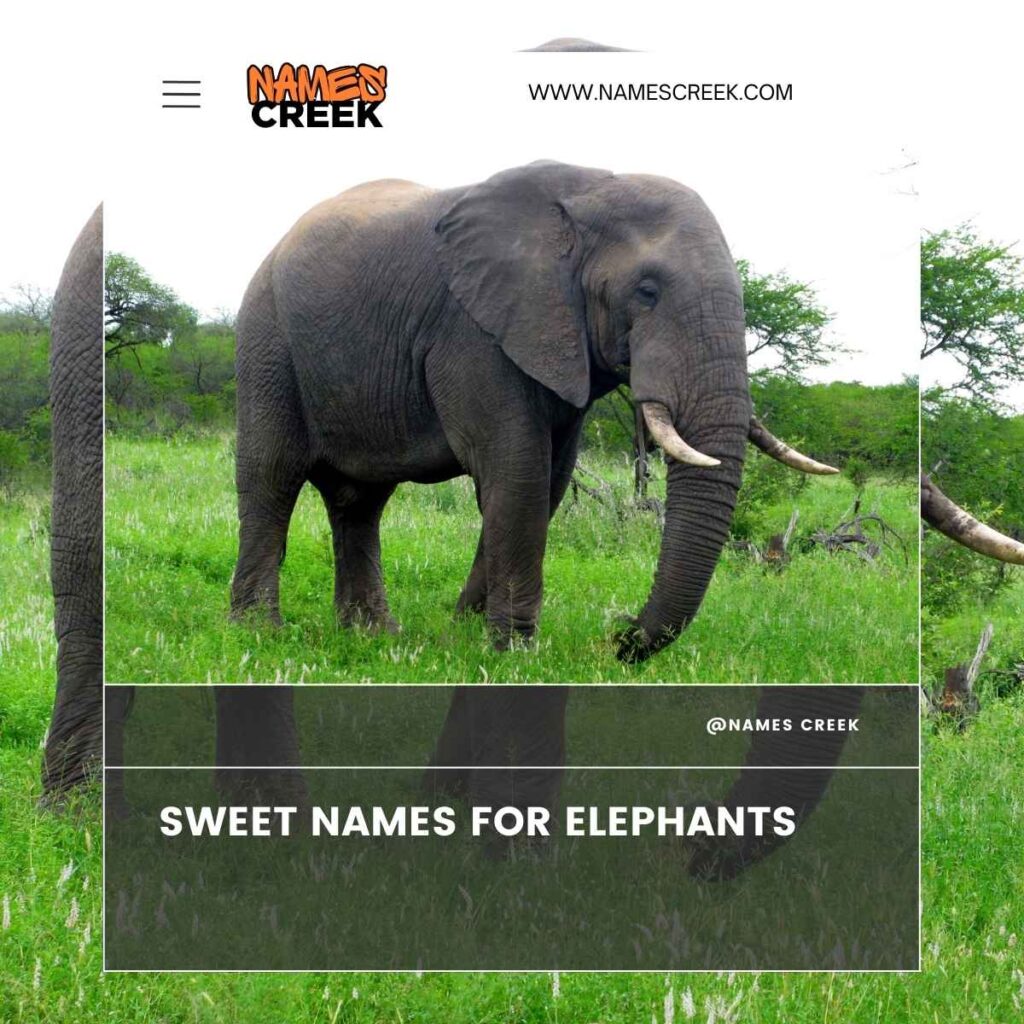Sweet Names for Elephants
