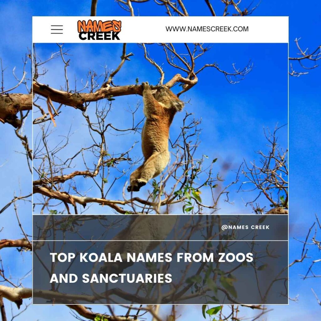 Top Koala Names From Zoos and Sanctuaries