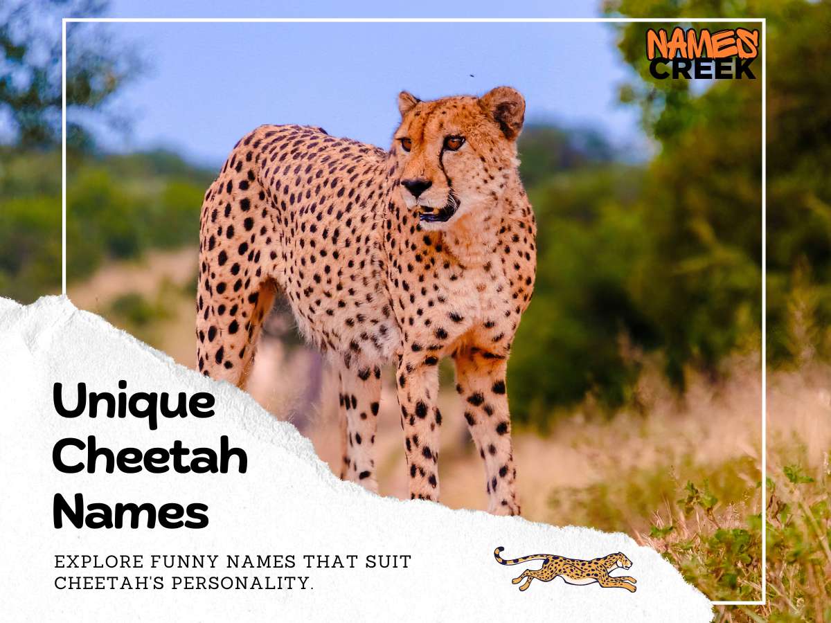 Unique Cheetah Names