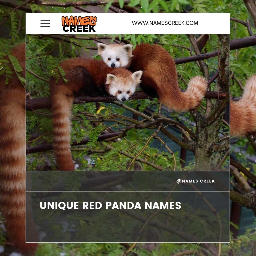 Unique Red Panda Names