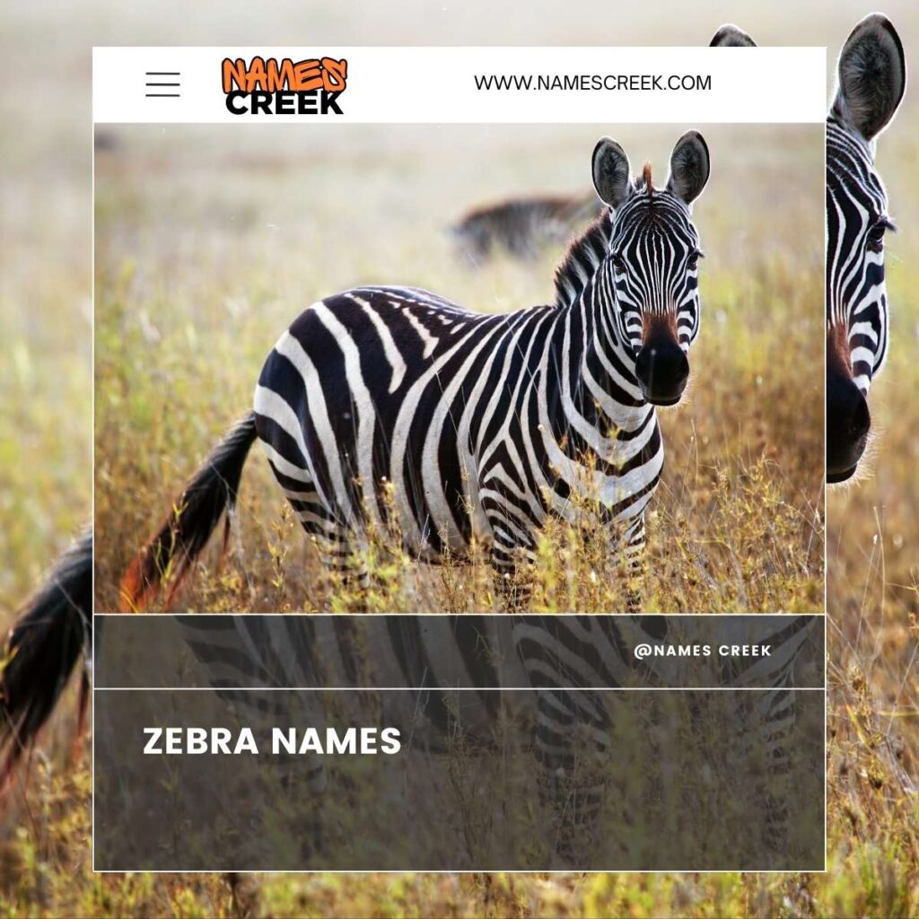 Zebra names