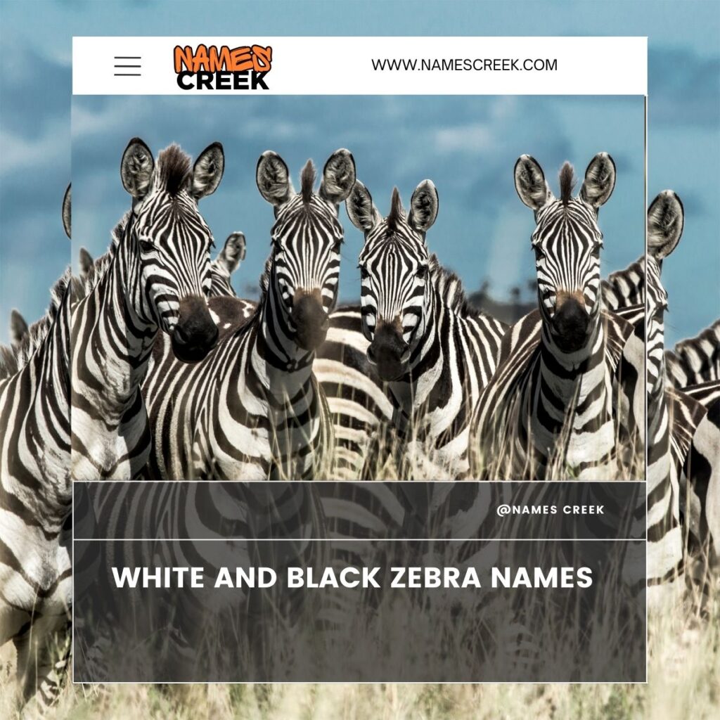 white and black Zebra Names