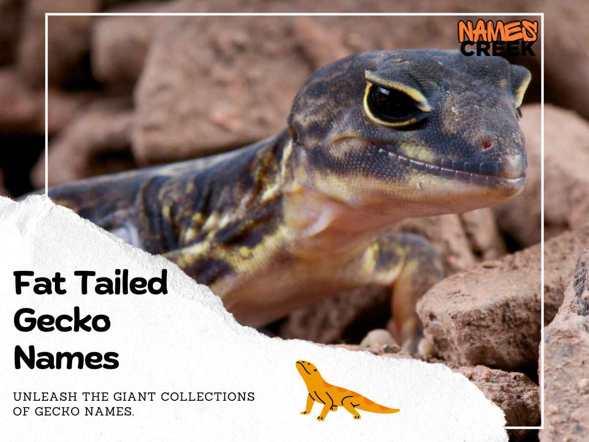 African Fat Tailed Gecko Names