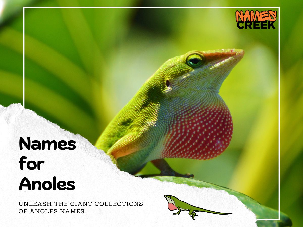 Anoles Names