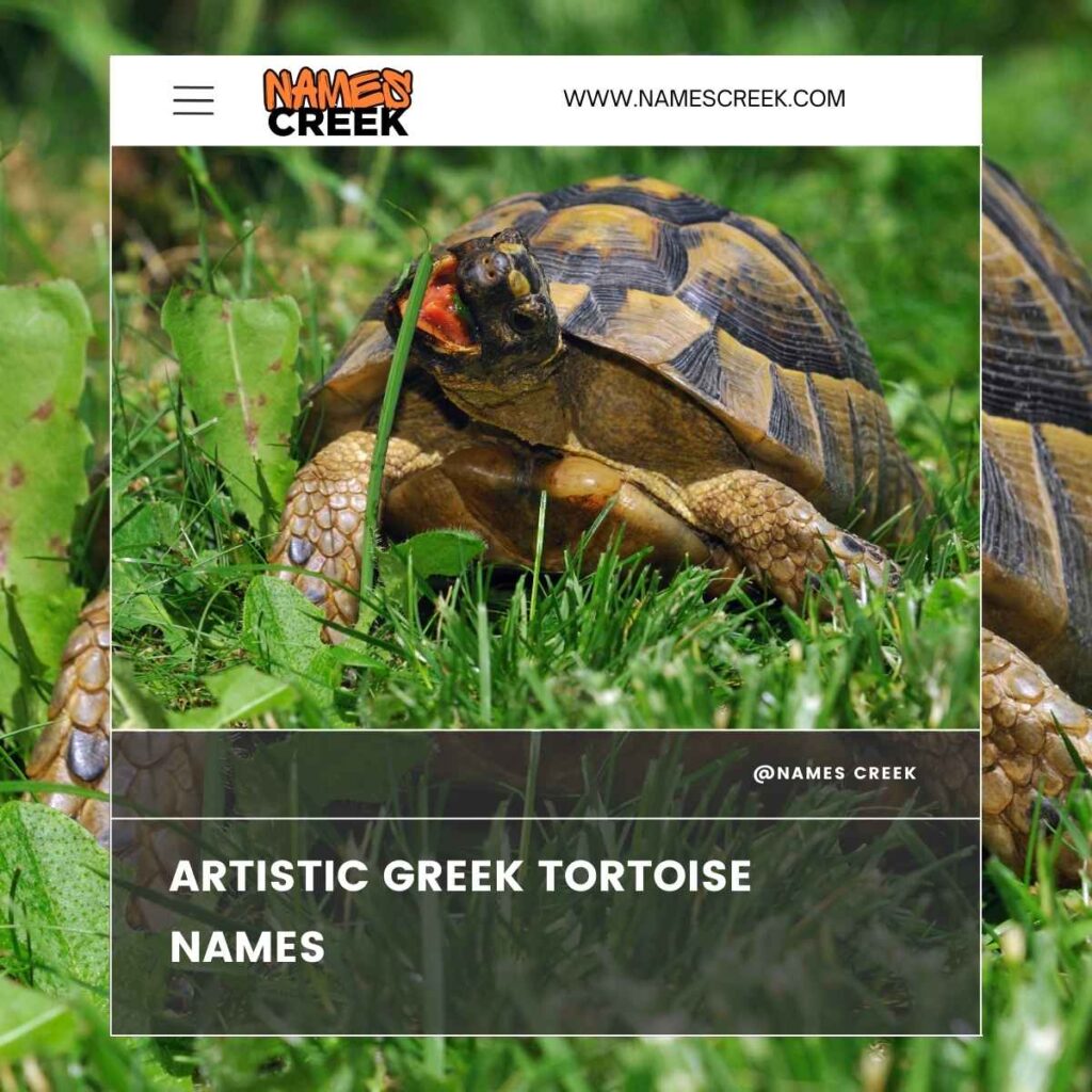 Artistic Greek Tortoise Names