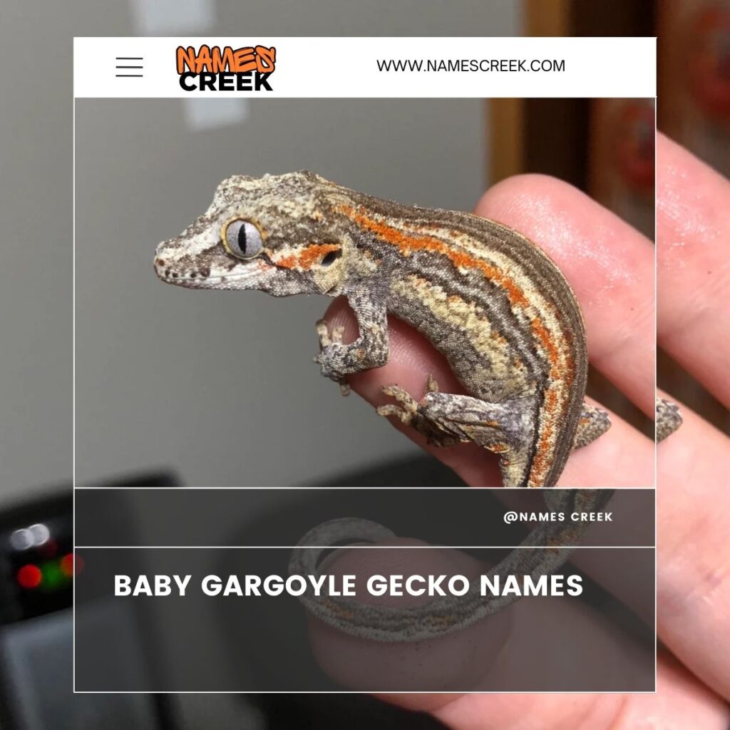 Baby Gargoyle Gecko Names