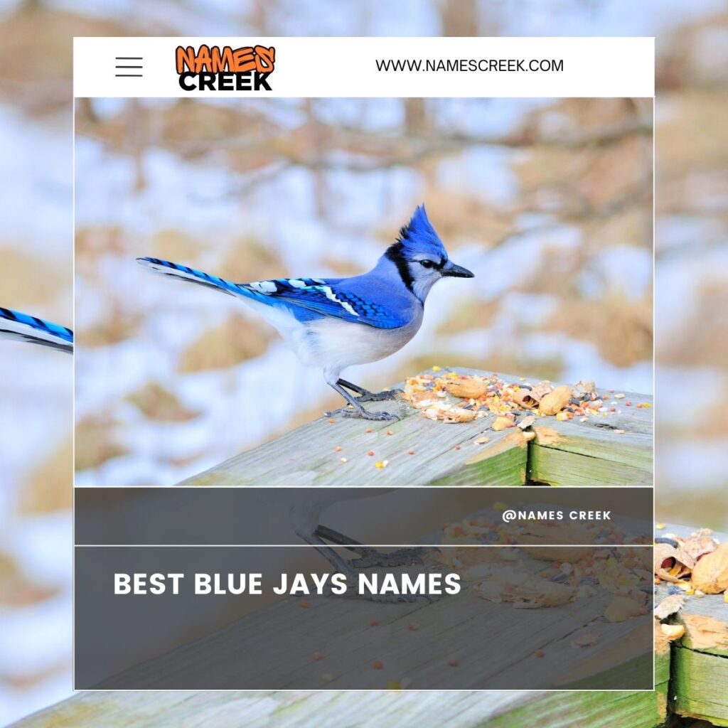 Best Blue Jays Names