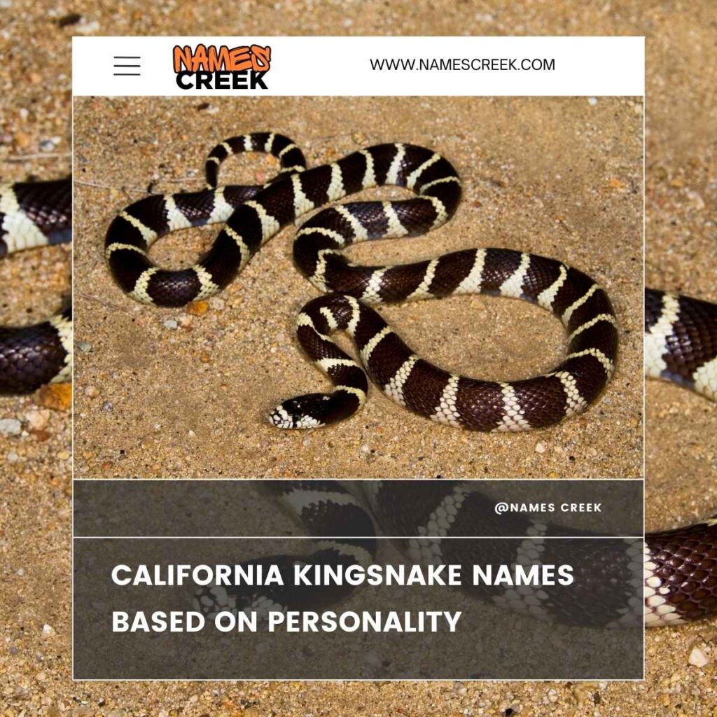 California Kingsnake Names Based on Personality