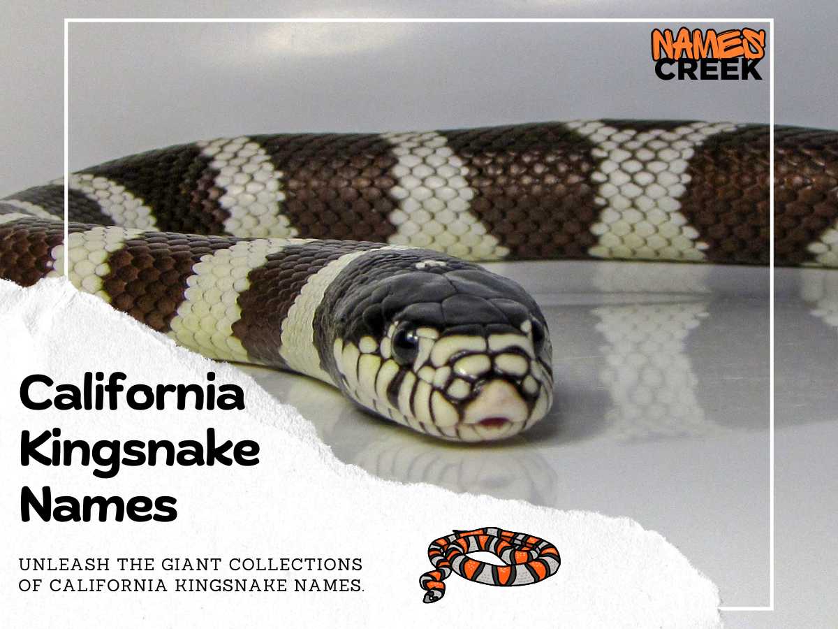 California Kingsnake Names