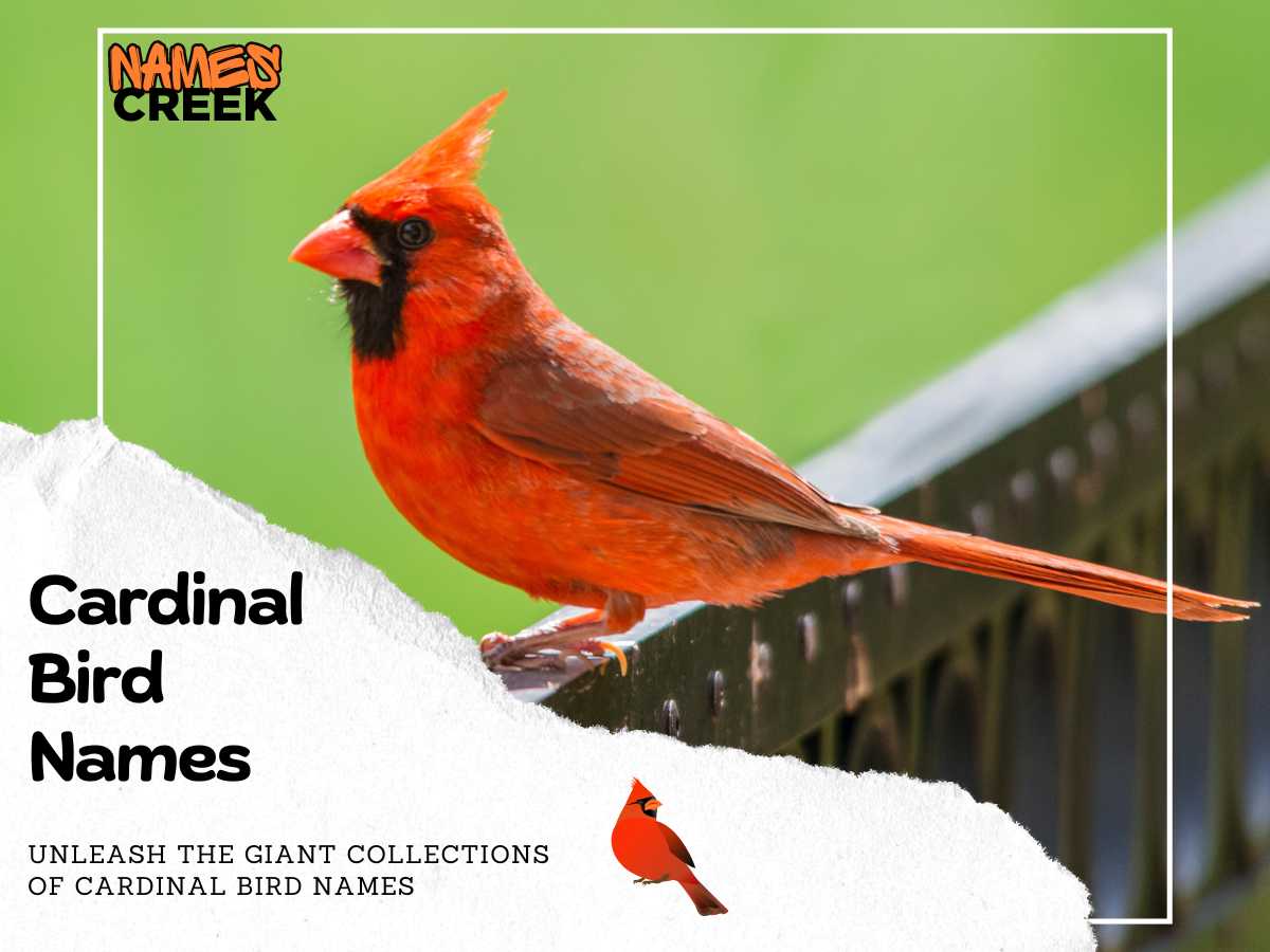 Cardinal Bird Names