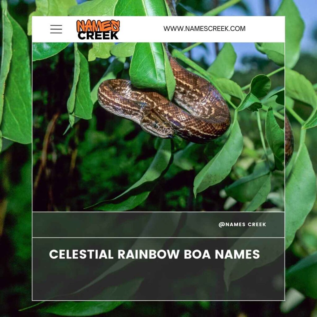 Celestial Rainbow Boa Names