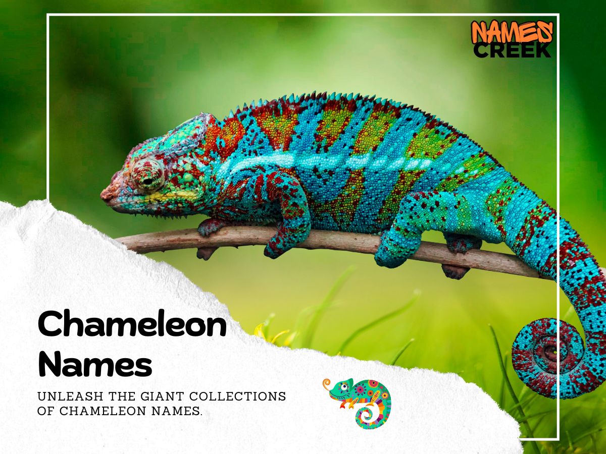 Chameleon Names with Bonus Holiday Choices