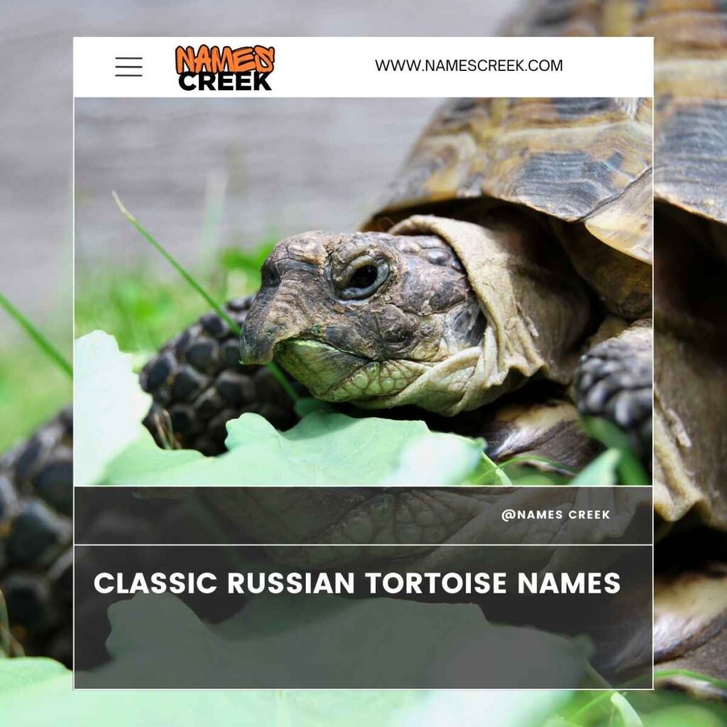 Classic Russian Tortoise Names