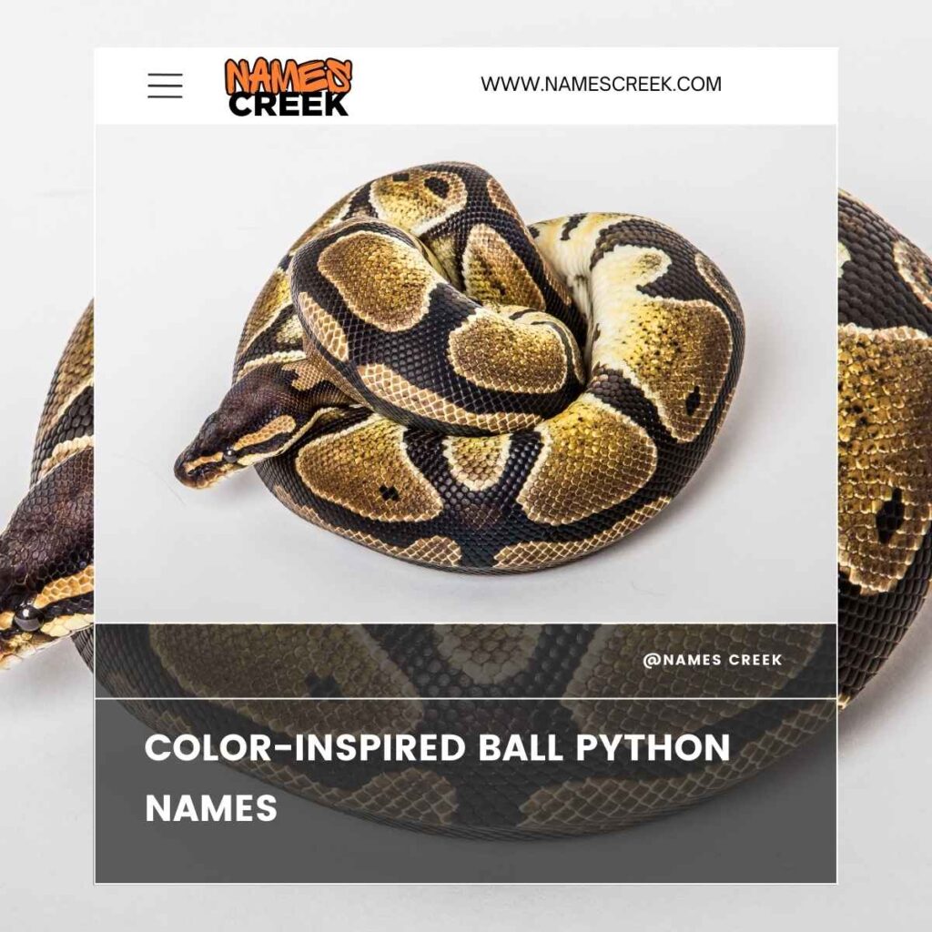 Color-Inspired Ball Python Names