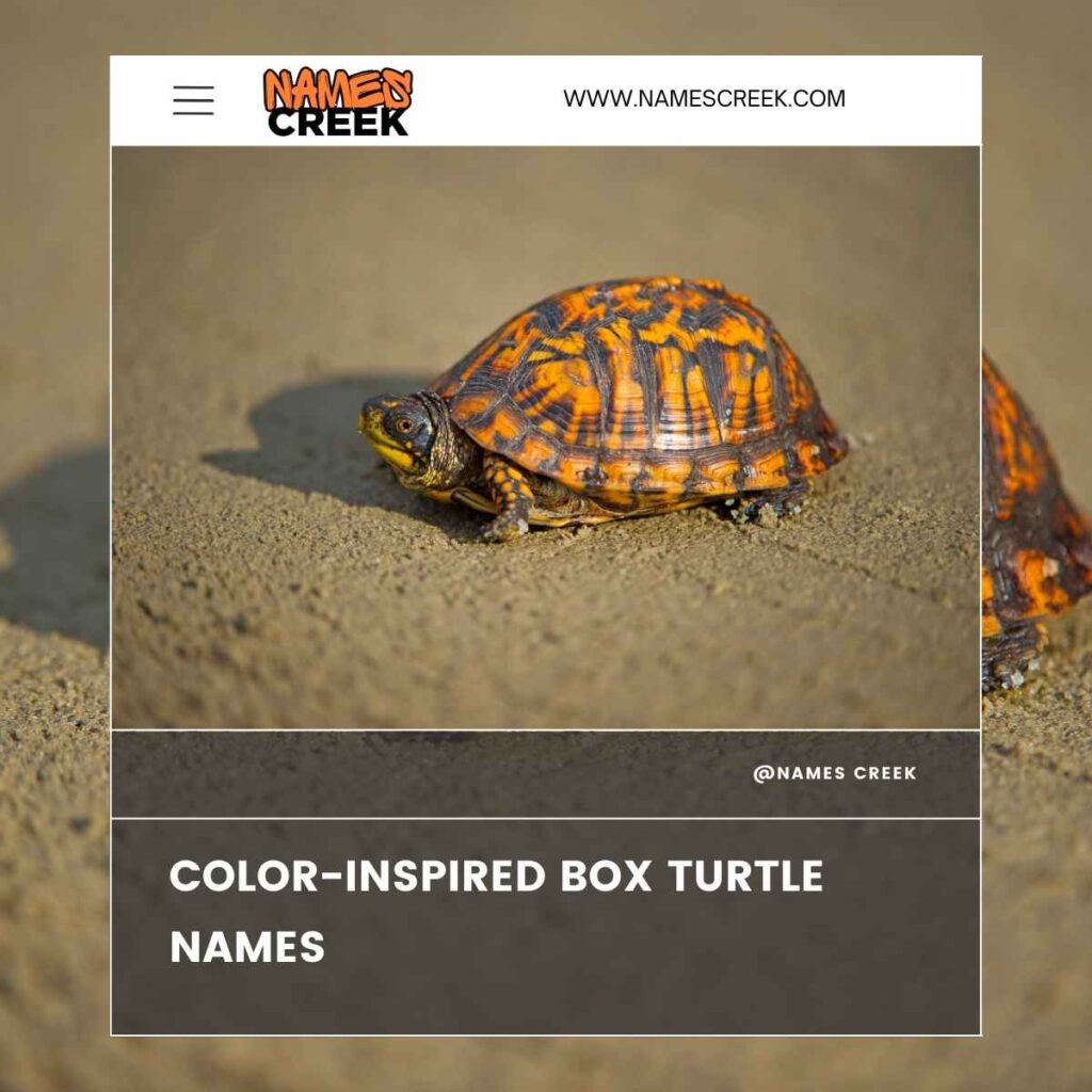 Color-Inspired Box Turtle Names