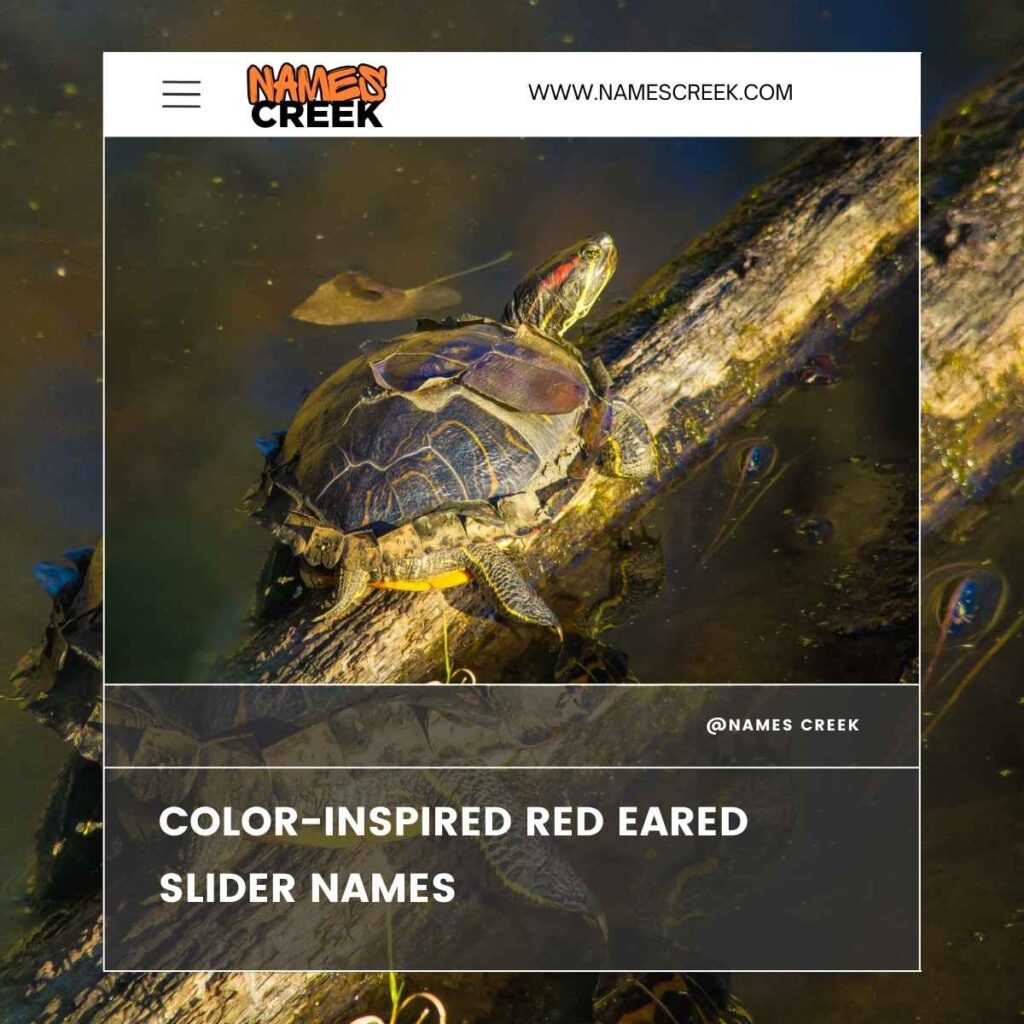 Color-Inspired Red Eared Slider Names