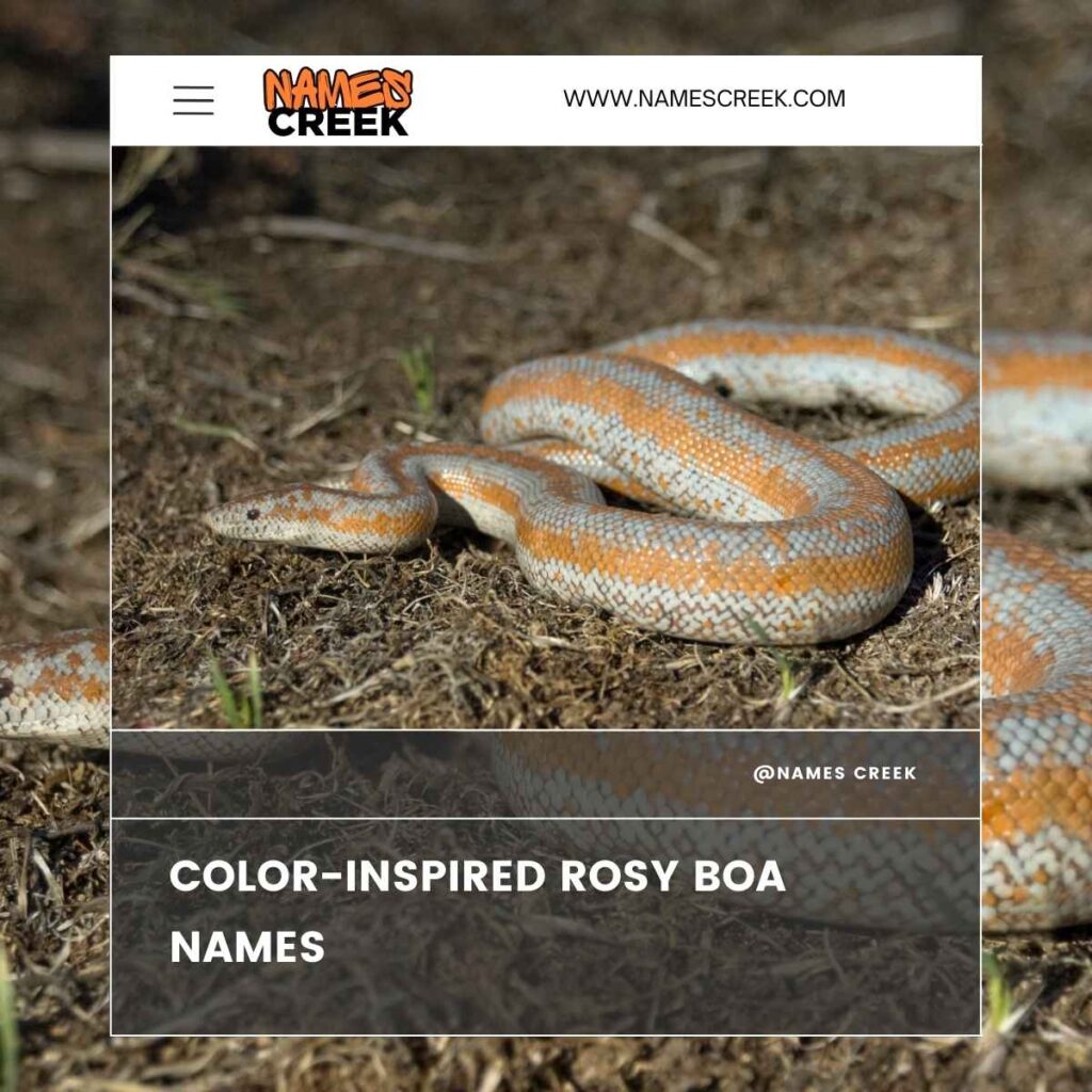 Color-Inspired Rosy Boa Names