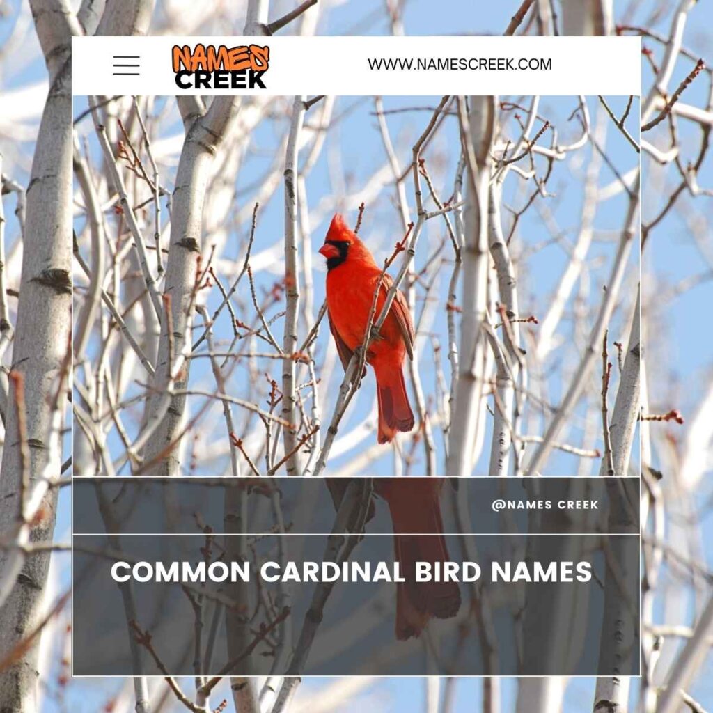 Common Cardinal Bird Names