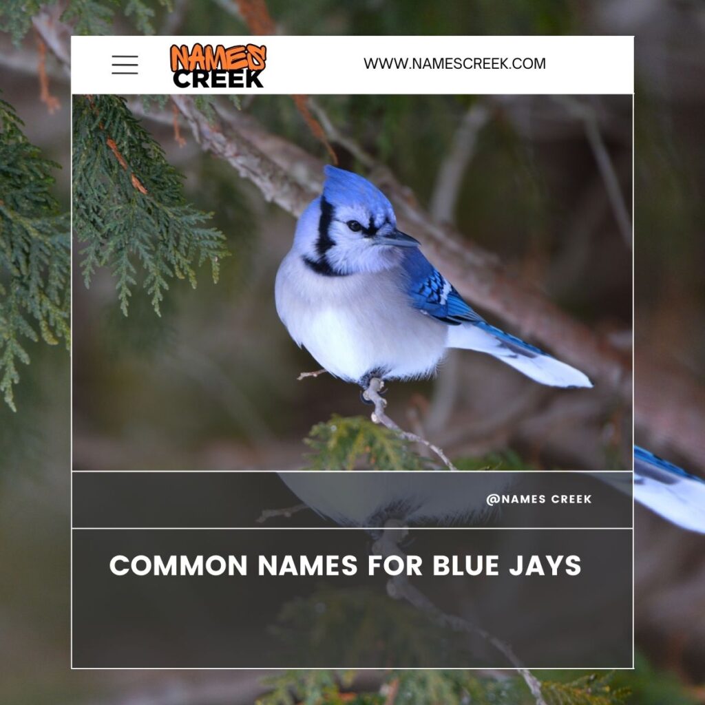 Common Names for Blue Jays