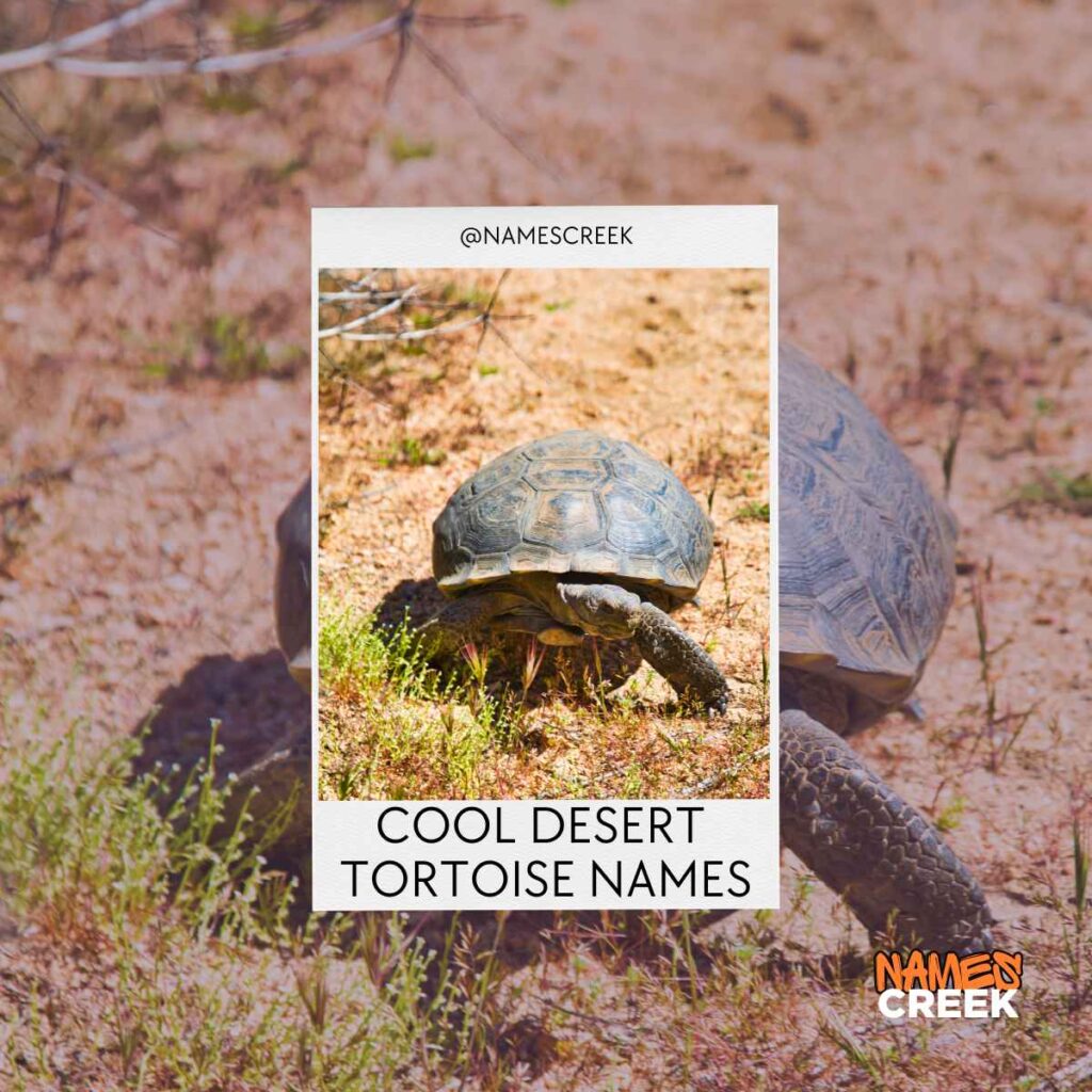 Cool Desert Tortoise Names