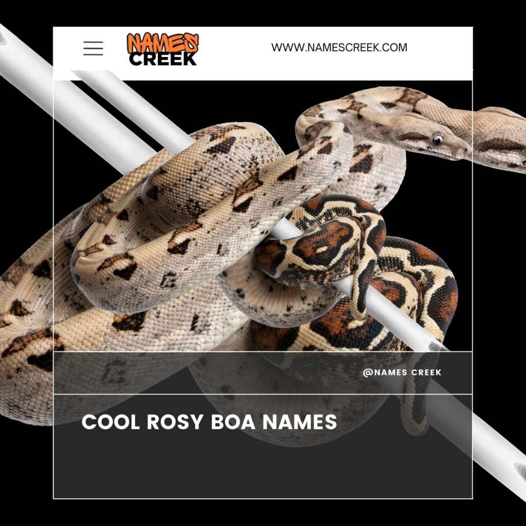 Cool Rosy Boa Names