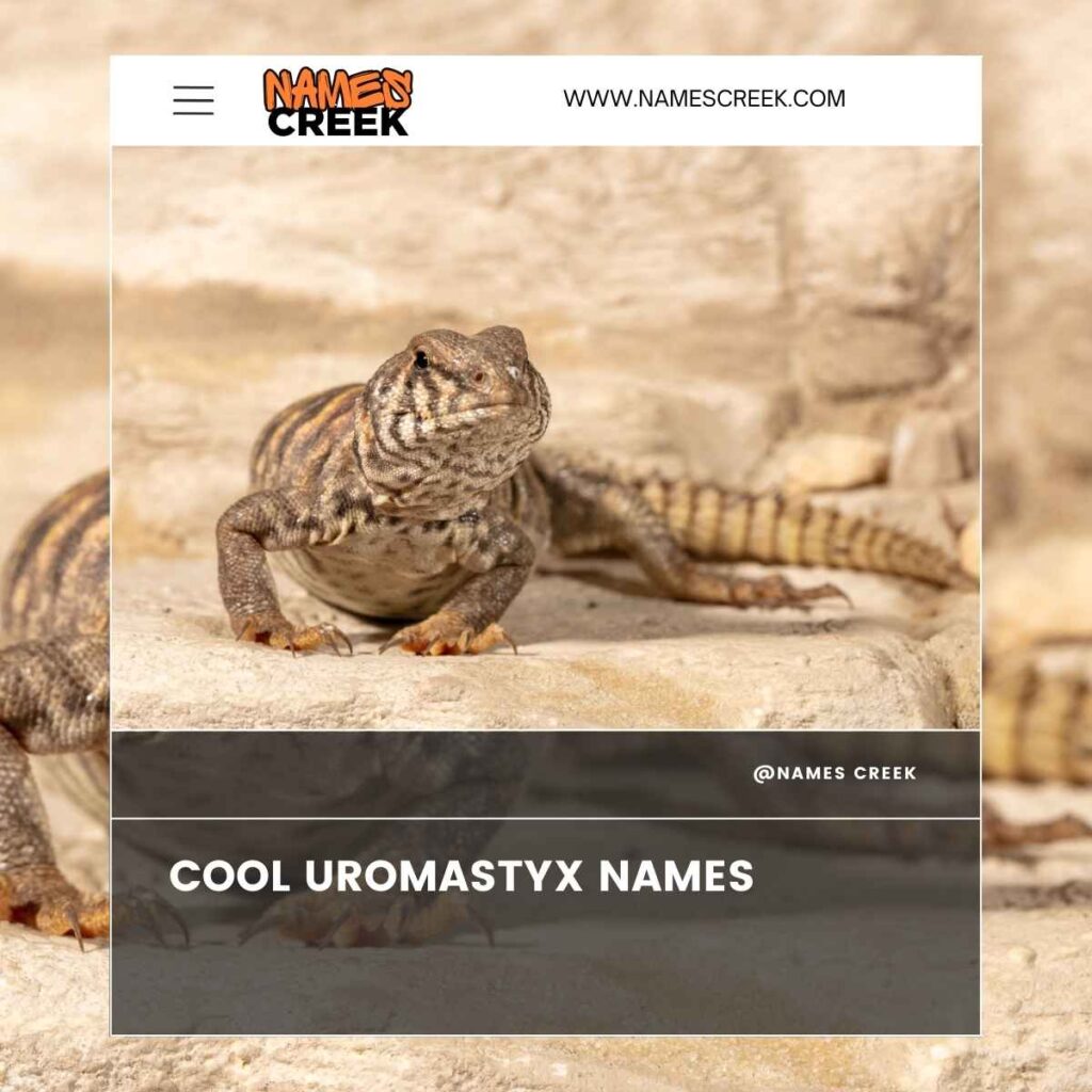 Cool Uromastyx Names