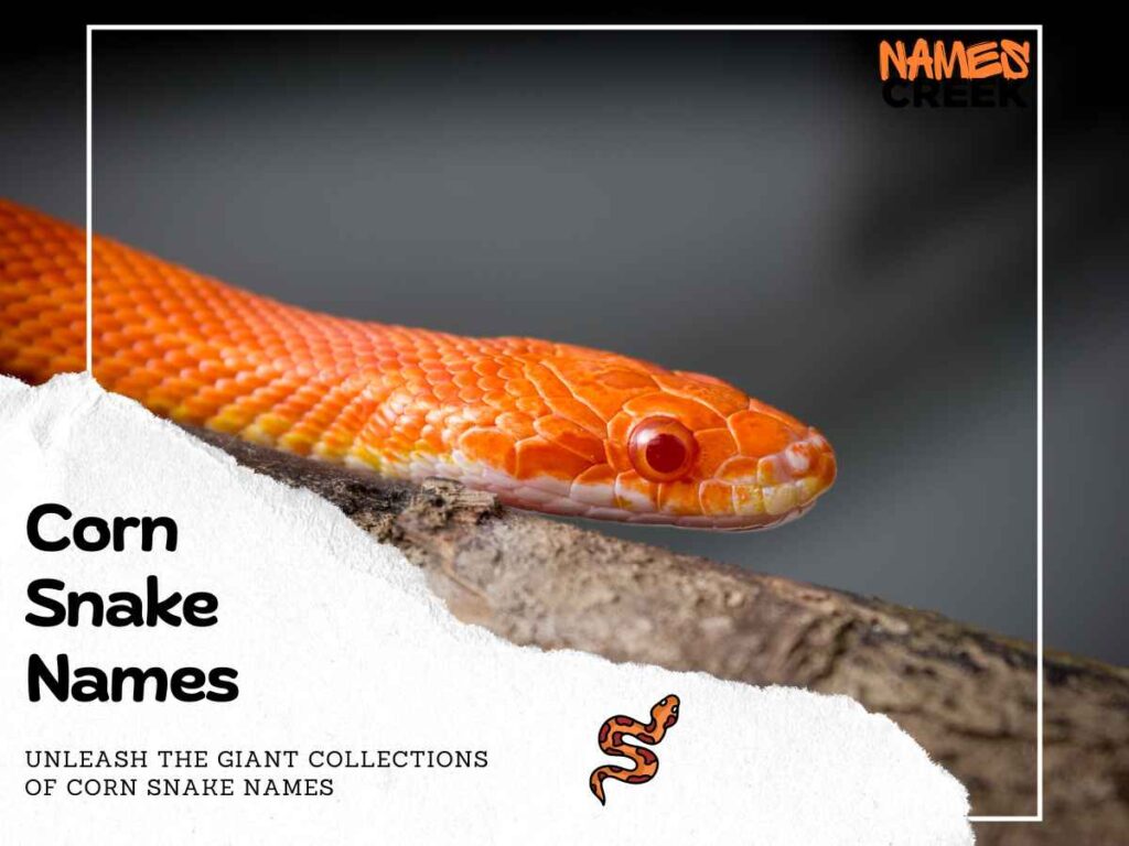 150 Cute And Sassy Corn Snake Names