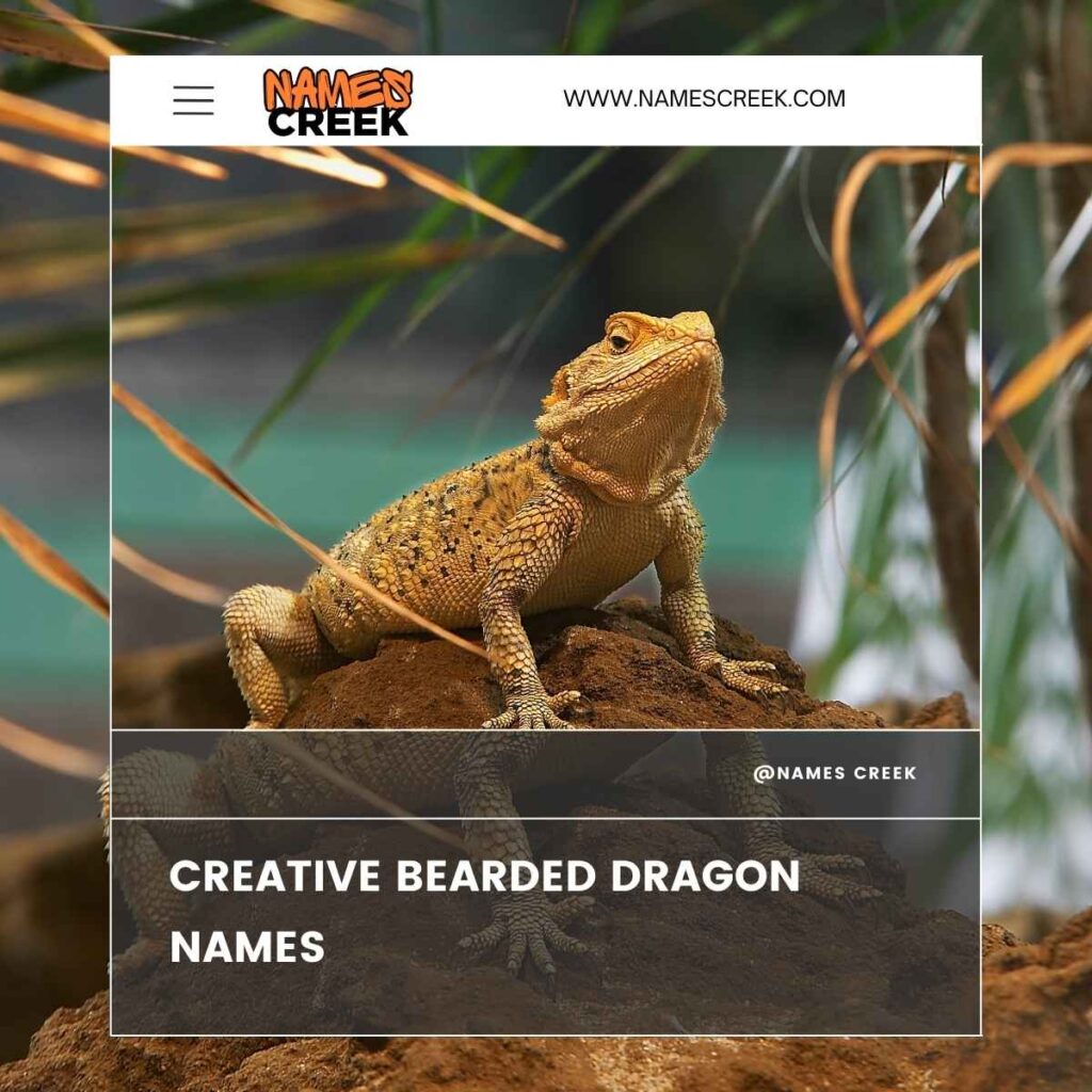 Creative Bearded Dragon Names