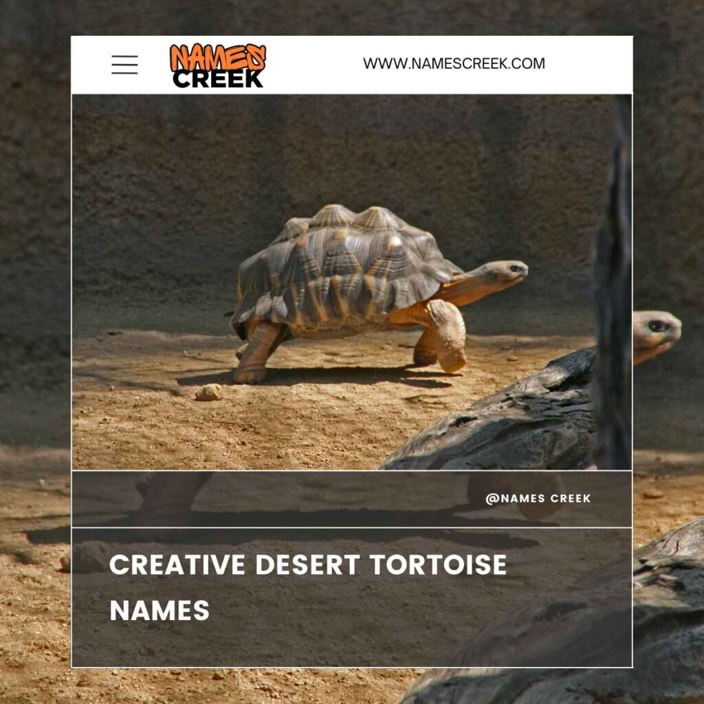 Creative Desert Tortoise Names