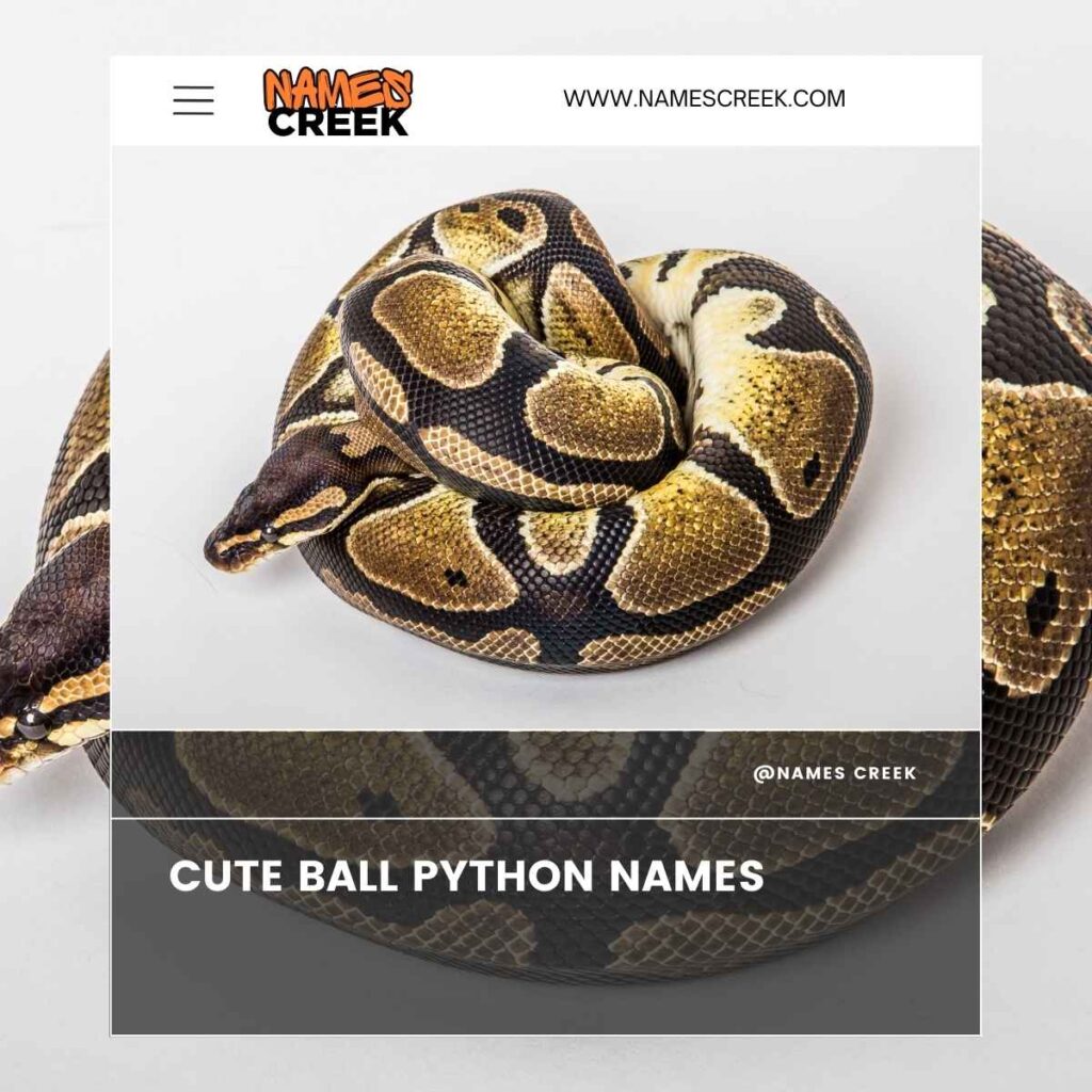 Cute Ball Python Names