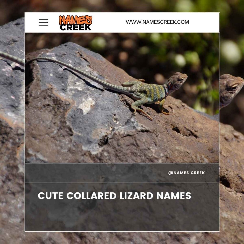 Cute Collared Lizard Names