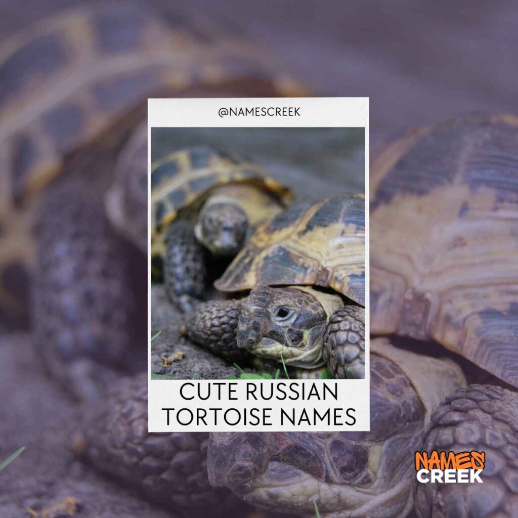 Cute Russian Tortoise Names