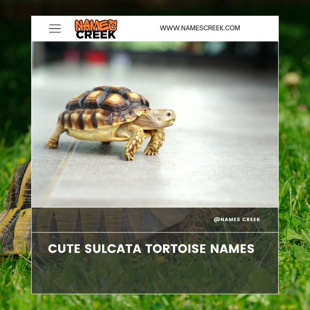 Cute Sulcata Tortoise Names