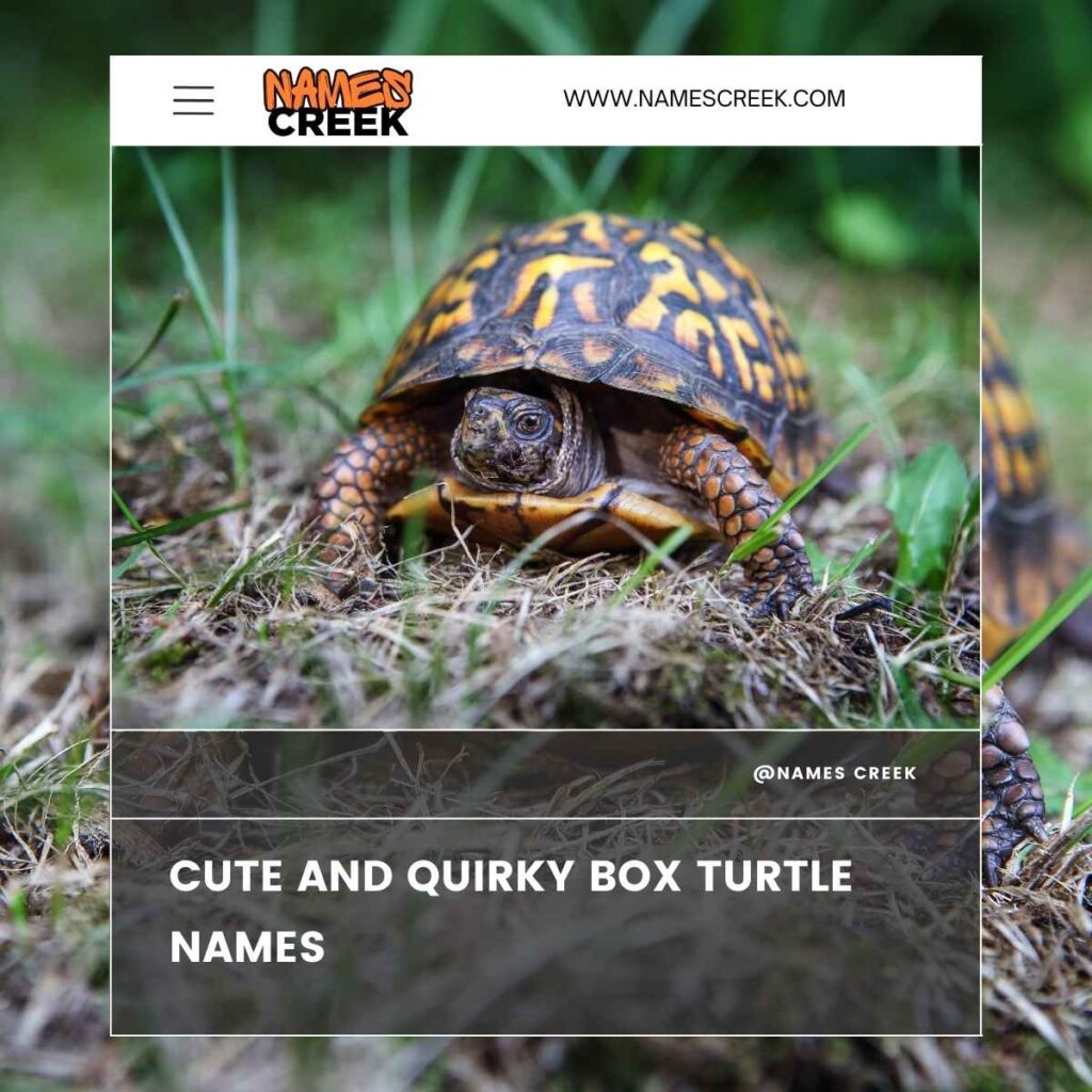 Cute and Quirky Box Turtle Names