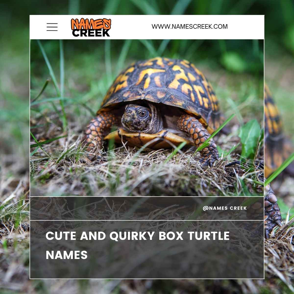 109 Pet Box Turtles Names 109-pet-box-turtles-names