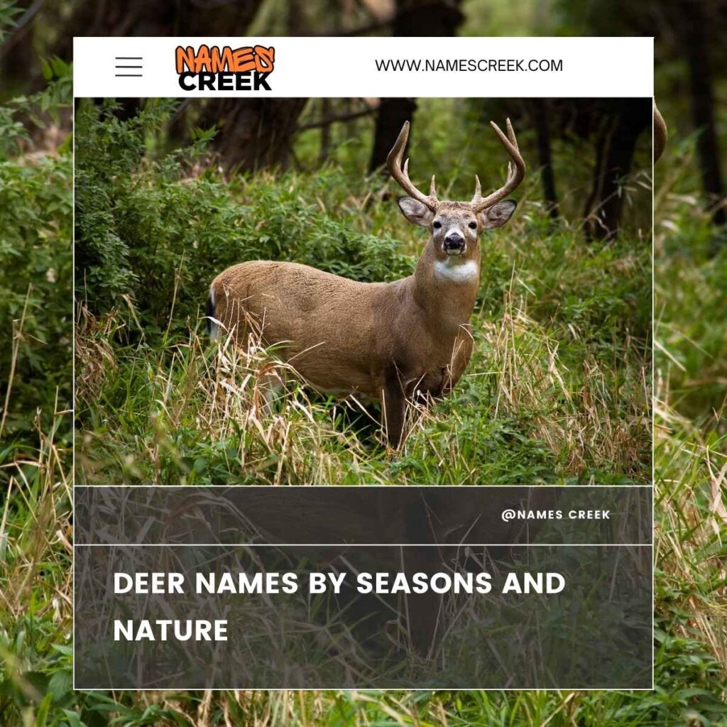 Deer Names by Seasons and Nature