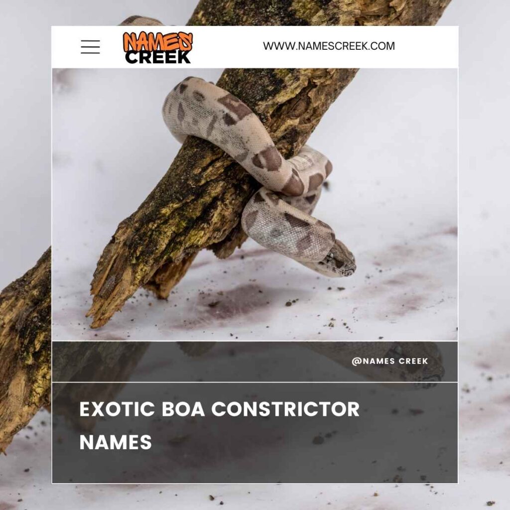 Exotic Boa Constrictor Names