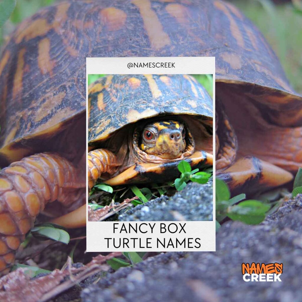 Fancy Box Turtle Names