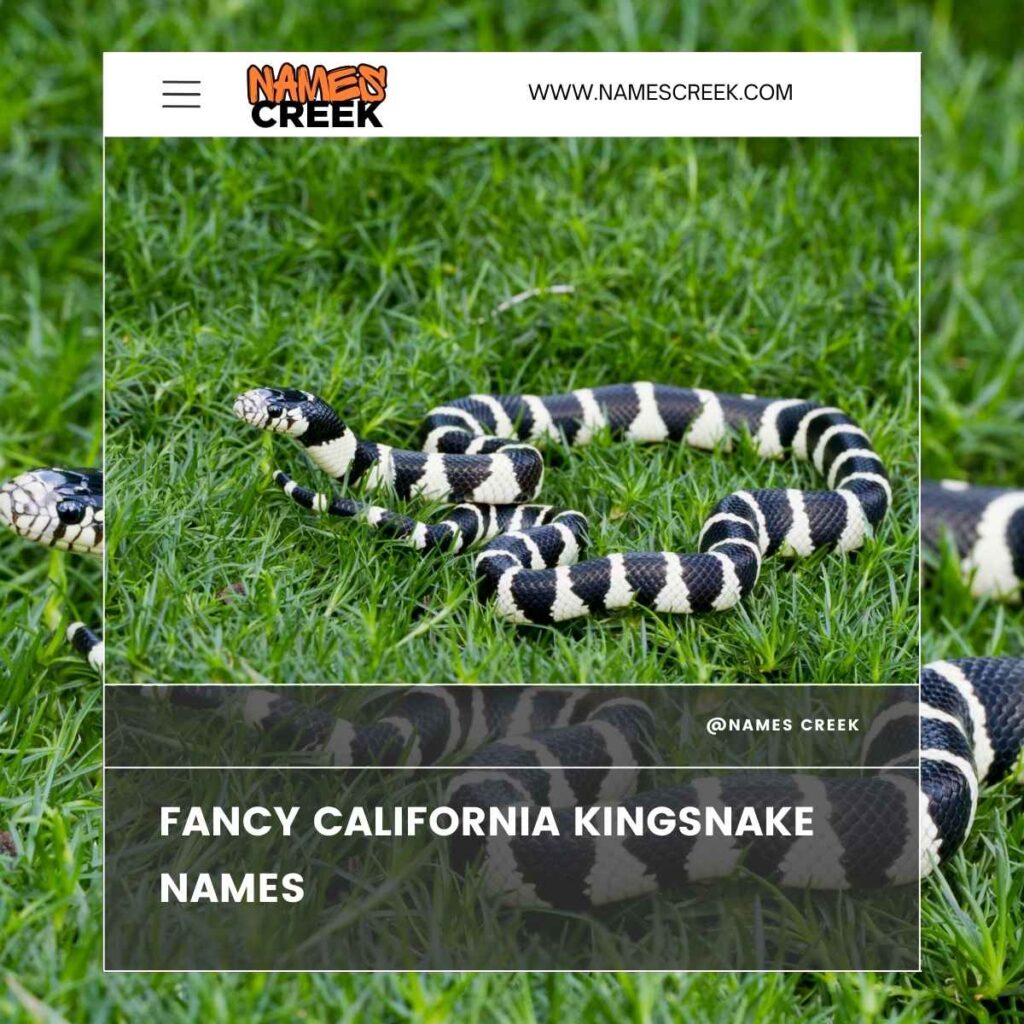 Fancy California Kingsnake Names