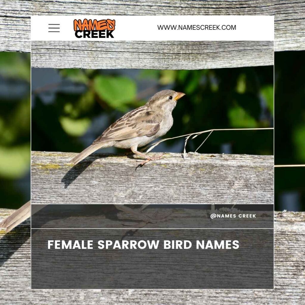 Female Sparrow Bird Names