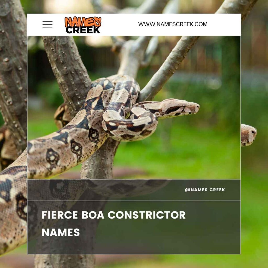 Fierce Boa Constrictor Names