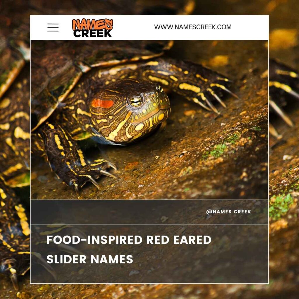 Food-Inspired Red Eared Slider Names