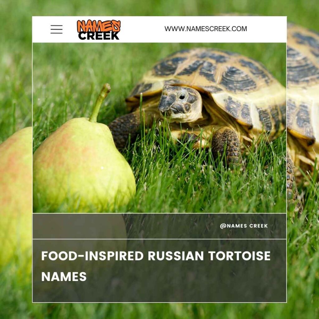 Food-Inspired Russian Tortoise Names