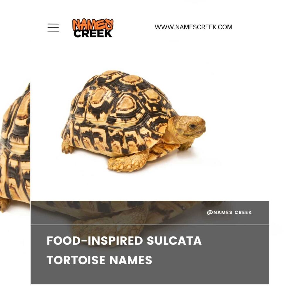 Food-Inspired Sulcata Tortoise Names