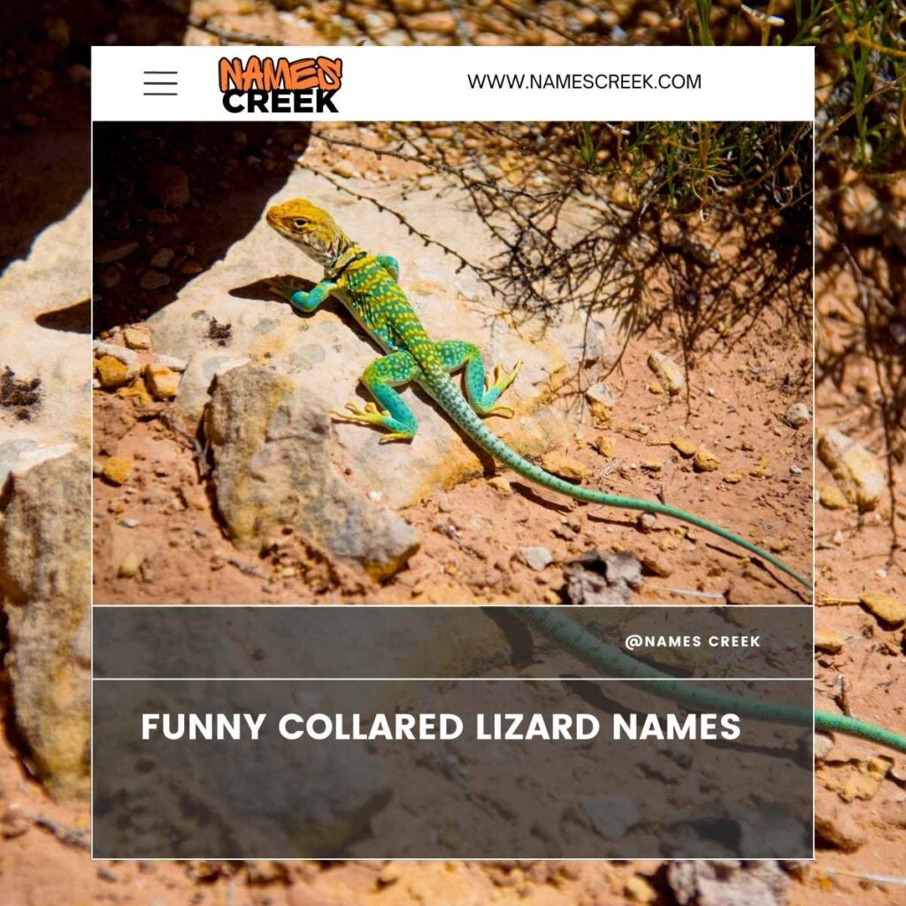 Funny Collared Lizard Names