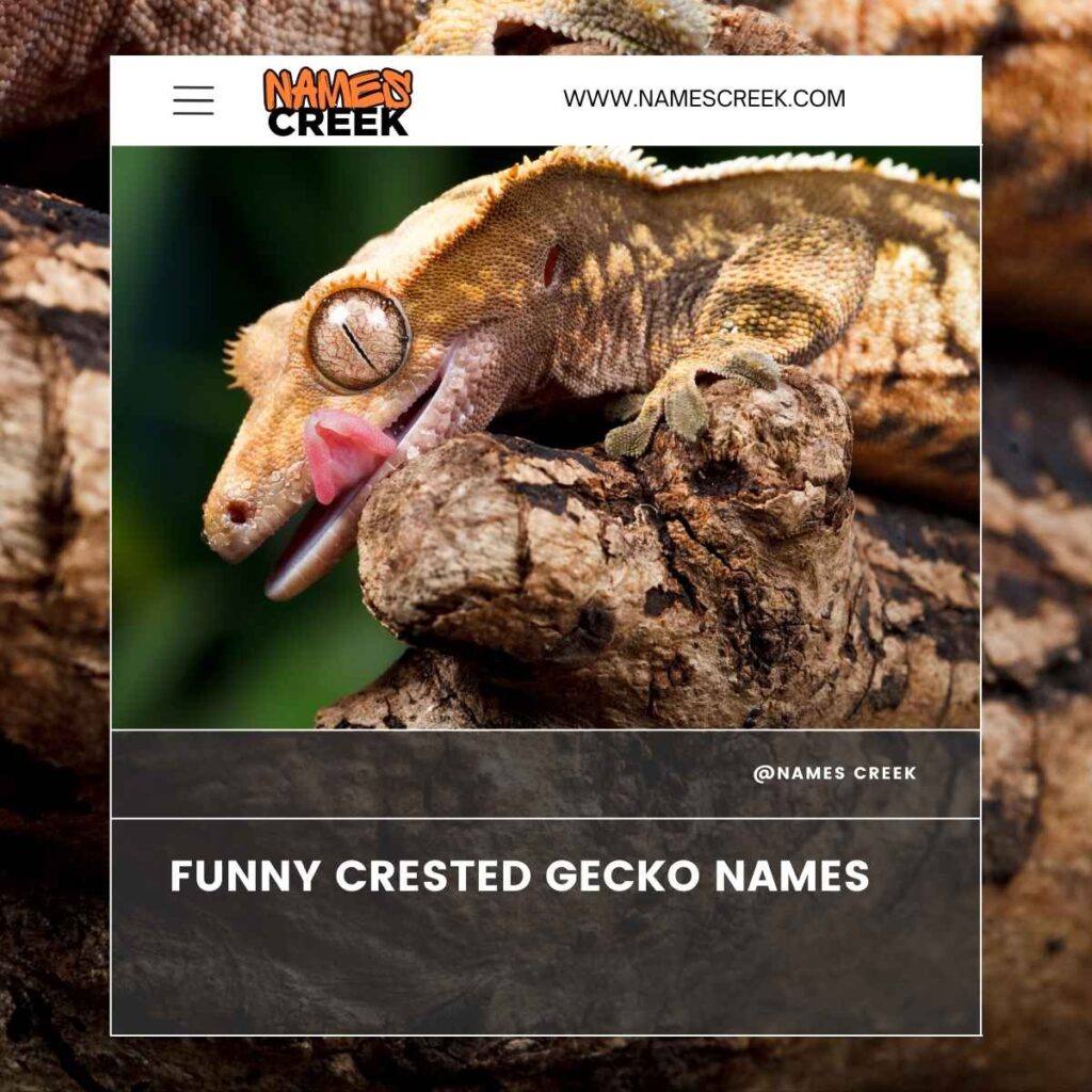 Funny Crested Gecko Names