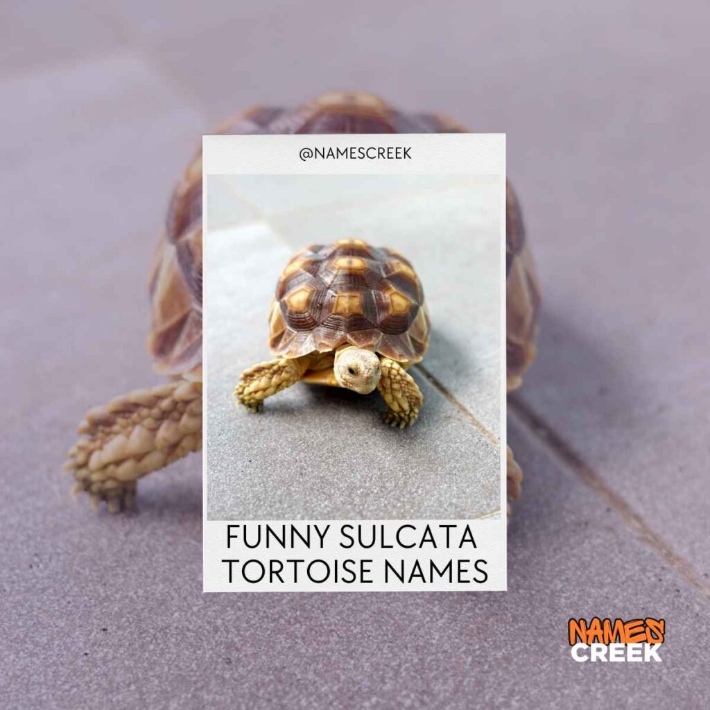 Funny Sulcata Tortoise Names