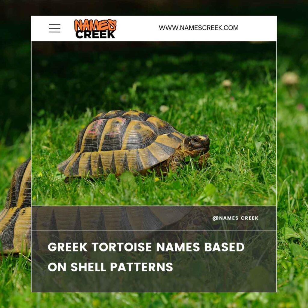 Greek Tortoise Names Based on Shell Patterns